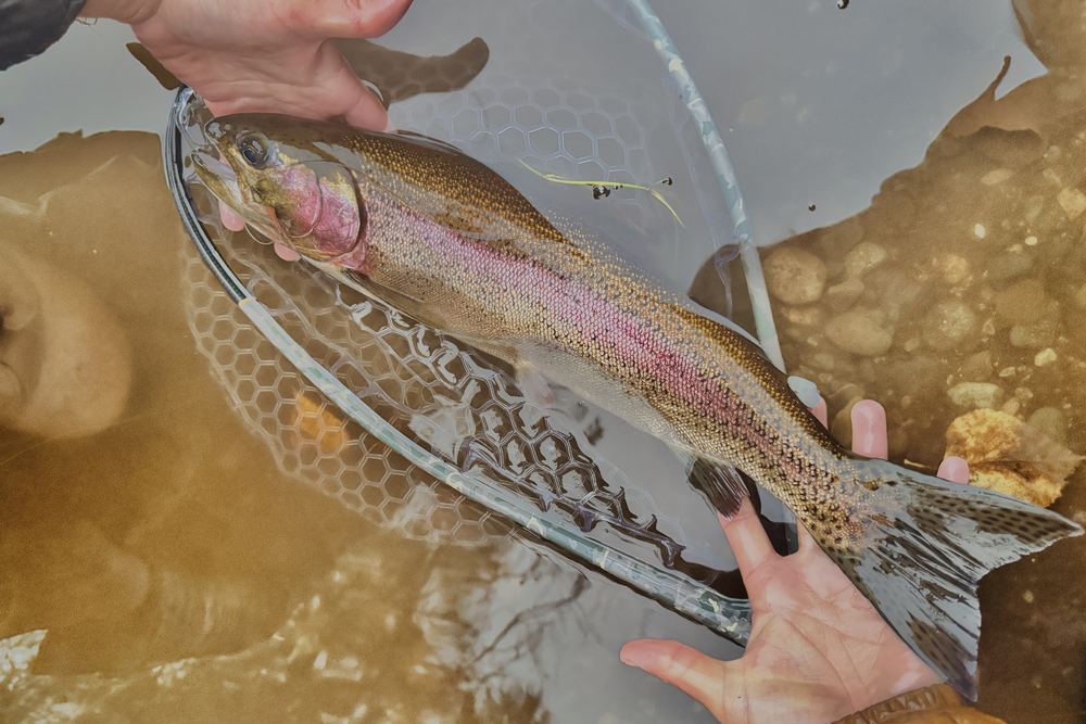 Full-Day Float · Fly on the Spring River